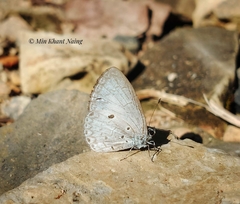 Lestranicus transpectus