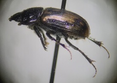 Chilothorax