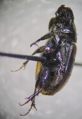 Chilothorax