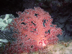 Dendronephthya hemprichi