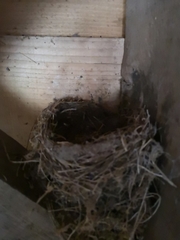 Turdus merula
