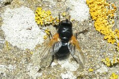 Mesembrina meridiana