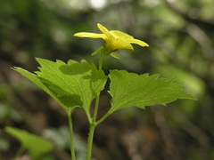 Viola uniflora