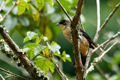 Trichothraupis melanops