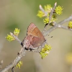 Callophrys henrici