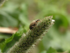 Polydrusus mollis