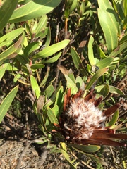 Protea lepidocarpodendron