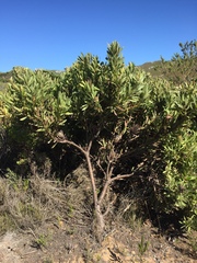 Protea lepidocarpodendron