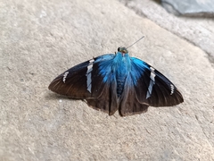 Astraptes fulgerator azul