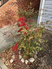 Nandina