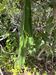 Selenicereus undatus