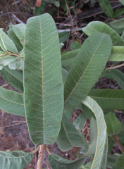 Ozoroa