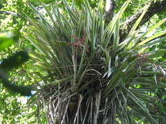 Wittmackia lingulata