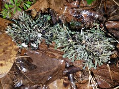 Heterodermia echinata