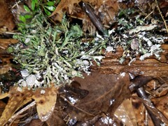 Heterodermia echinata