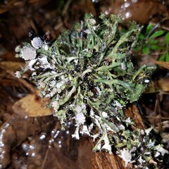 Heterodermia echinata