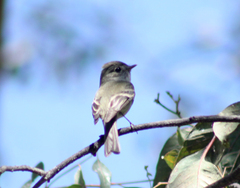 Empidonax hammondii