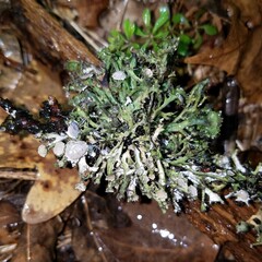 Heterodermia echinata