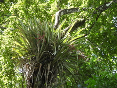 Wittmackia lingulata