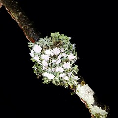 Heterodermia echinata