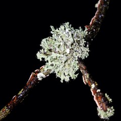 Heterodermia echinata