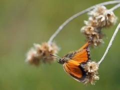 Aloeides dentatis maseruna