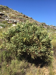 Protea lepidocarpodendron