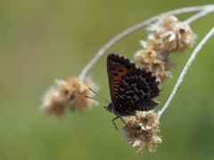 Aloeides dentatis maseruna