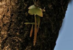 Oberonia brachystachys