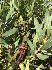 Protea lepidocarpodendron