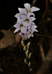 Dendrobium barbatulum