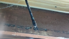 Rhionaeschna