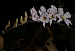 Dendrobium barbatulum