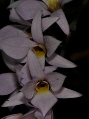 Dendrobium barbatulum