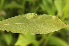 Phyllonorycter salicicolella