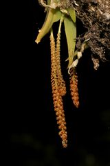 Oberonia brachystachys