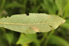 Phyllonorycter salicicolella