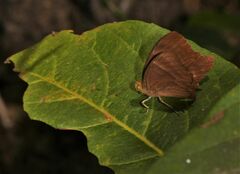 Abisara bifasciata