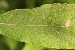 Phyllonorycter salicicolella