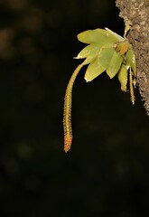 Oberonia brachystachys