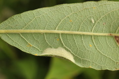 Phyllonorycter salicicolella
