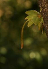 Oberonia brachystachys