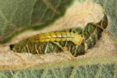 Phyllonorycter salicicolella