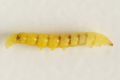Phyllonorycter salicicolella