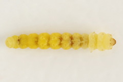 Phyllonorycter salicicolella