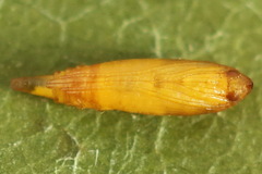 Phyllonorycter salicicolella
