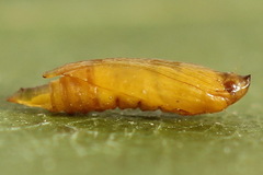Phyllonorycter salicicolella