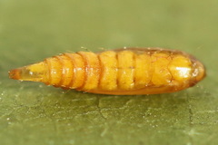 Phyllonorycter salicicolella