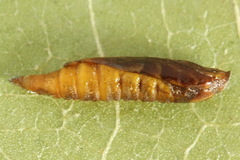 Phyllonorycter salicicolella