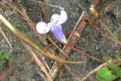 Lindernia grandiflora